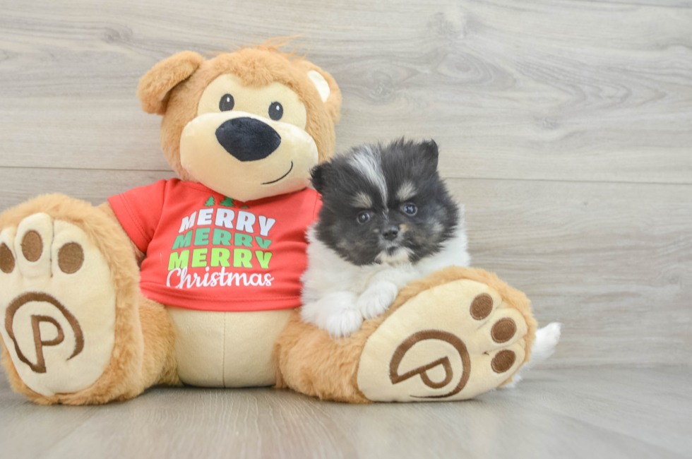 6 week old Pomeranian Puppy For Sale - Florida Fur Babies