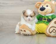 8 week old Pomeranian Puppy For Sale - Florida Fur Babies