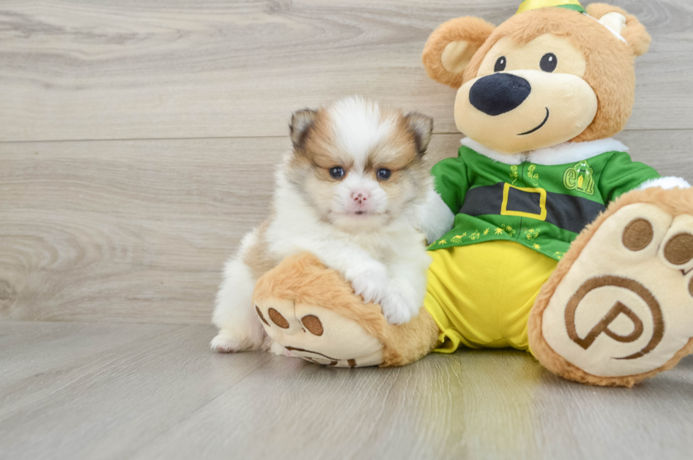 8 week old Pomeranian Puppy For Sale - Florida Fur Babies