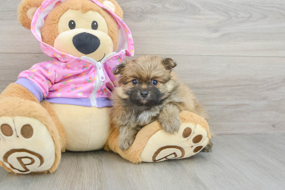 Adorable Dwarf Spitz Purebred Puppy