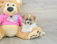 7 week old Pomeranian Puppy For Sale - Florida Fur Babies