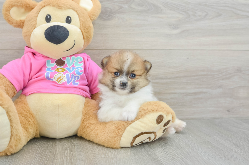 6 week old Pomeranian Puppy For Sale - Florida Fur Babies