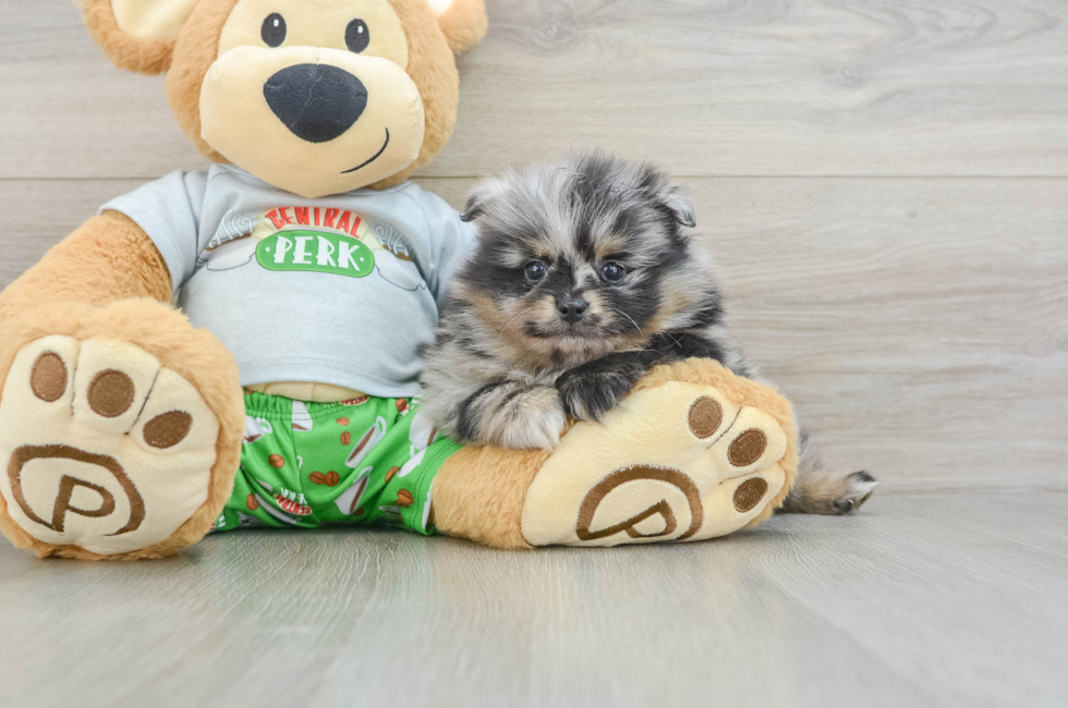 5 week old Pomeranian Puppy For Sale - Florida Fur Babies