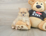 7 week old Pomeranian Puppy For Sale - Florida Fur Babies