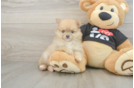 Pomeranian Pup Being Cute