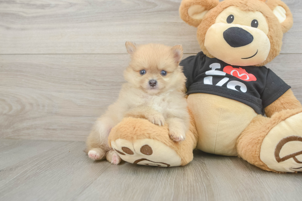Pomeranian Pup Being Cute