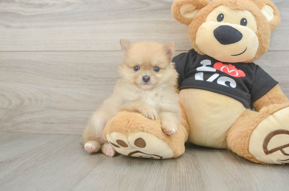 5 week old Pomeranian Puppy For Sale - Florida Fur Babies