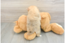 Pomeranian Pup Being Cute