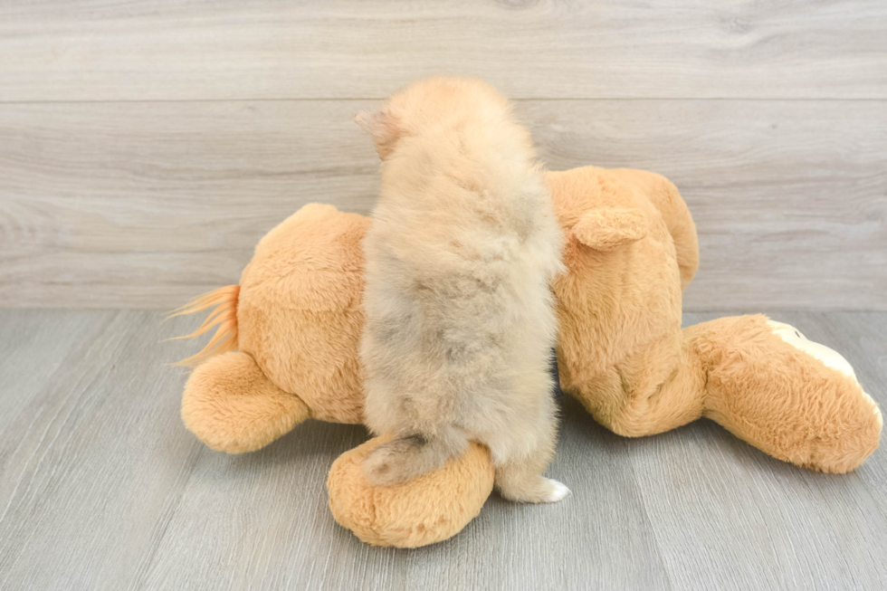 Pomeranian Pup Being Cute