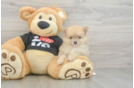 Popular Pomeranian Purebred Pup
