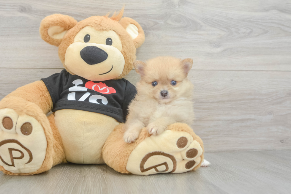 Popular Pomeranian Purebred Pup