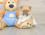 5 week old Pomeranian Puppy For Sale - Florida Fur Babies