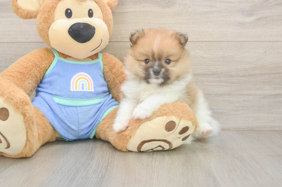 5 week old Pomeranian Puppy For Sale - Florida Fur Babies