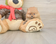 7 week old Pomeranian Puppy For Sale - Florida Fur Babies