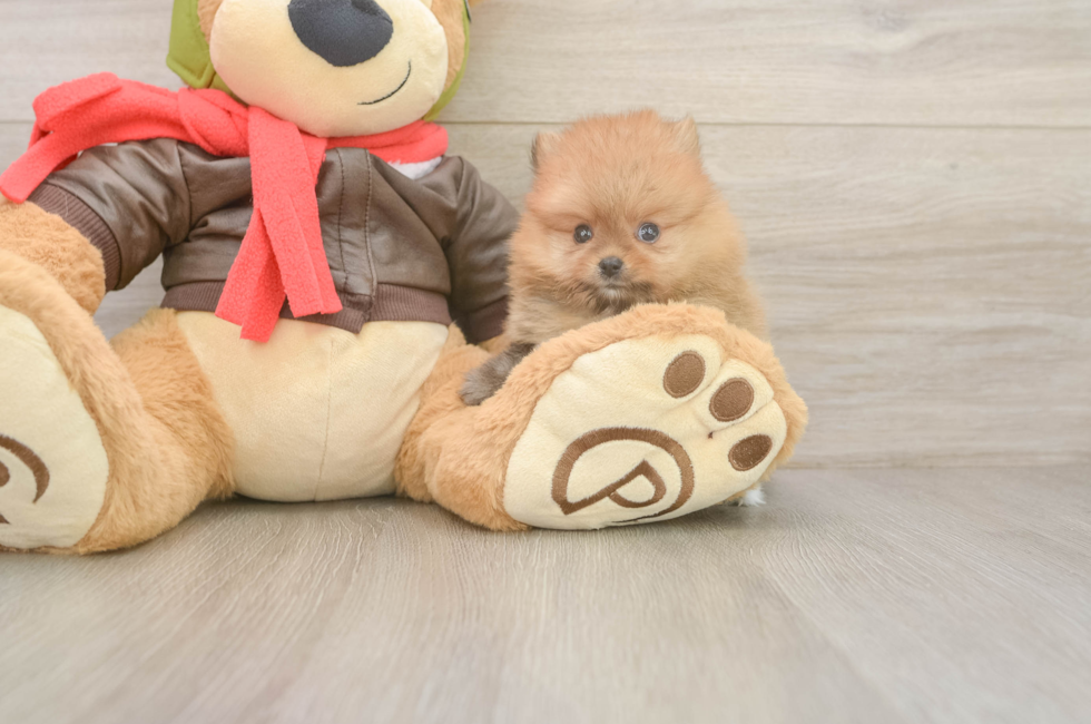 6 week old Pomeranian Puppy For Sale - Florida Fur Babies