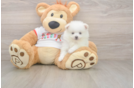Little Pomeranian Baby