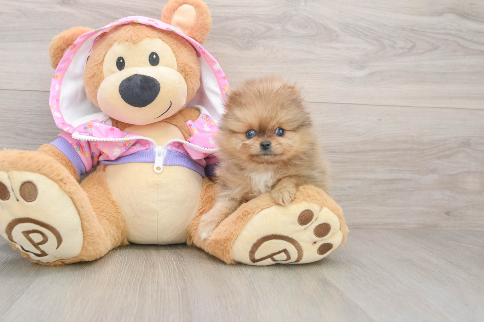 Pomeranian Pup Being Cute