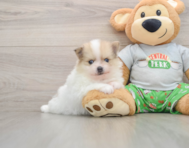 8 week old Pomeranian Puppy For Sale - Florida Fur Babies
