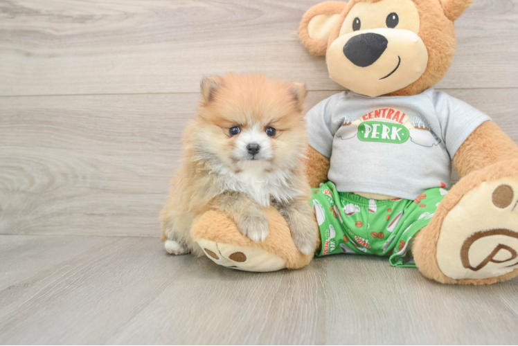 Pomeranian Puppy for Adoption