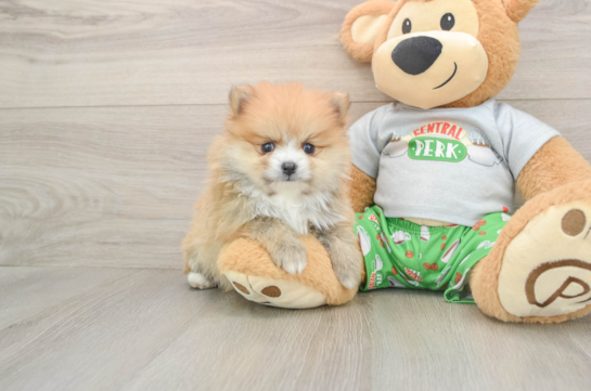 Pomeranian Puppy for Adoption