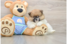 Petite Swergspitz Purebred Puppy