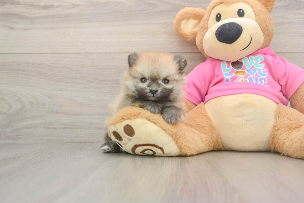 Sweet Pom Pom Purebred Puppy