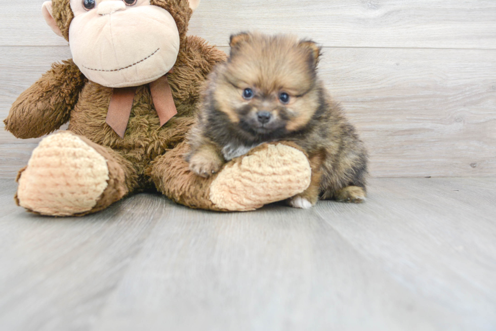 Meet Ezra - our Pomeranian Puppy Photo 2/3 - Florida Fur Babies