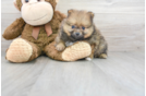 Meet Ezra - our Pomeranian Puppy Photo 2/3 - Florida Fur Babies