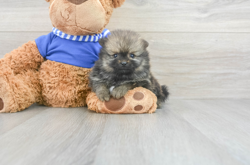 6 week old Pomeranian Puppy For Sale - Florida Fur Babies