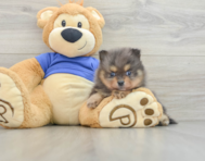 8 week old Pomeranian Puppy For Sale - Florida Fur Babies