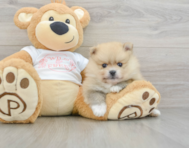 5 week old Pomeranian Puppy For Sale - Florida Fur Babies