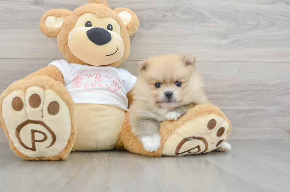 5 week old Pomeranian Puppy For Sale - Florida Fur Babies