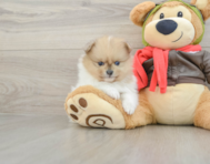7 week old Pomeranian Puppy For Sale - Florida Fur Babies