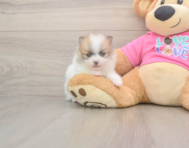 5 week old Pomeranian Puppy For Sale - Florida Fur Babies