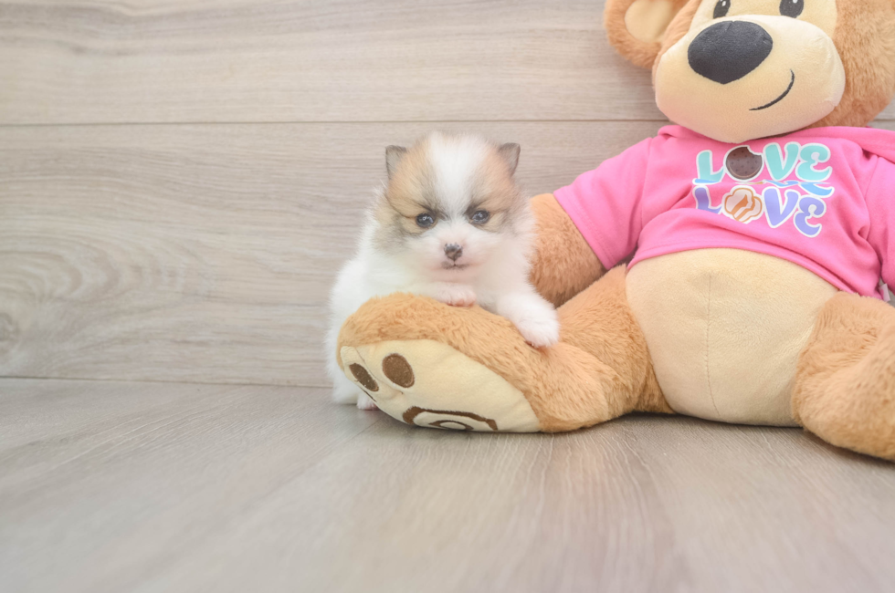 6 week old Pomeranian Puppy For Sale - Florida Fur Babies