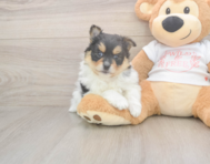 7 week old Pomeranian Puppy For Sale - Florida Fur Babies