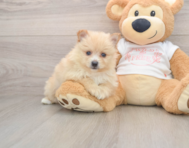 8 week old Pomeranian Puppy For Sale - Florida Fur Babies