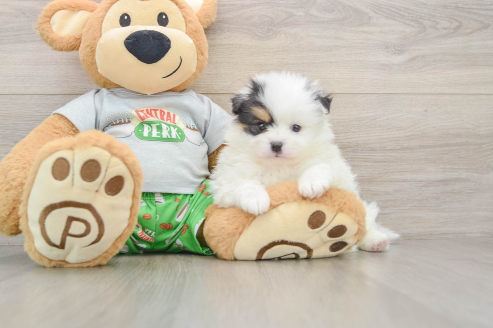 Pomeranian Pup Being Cute
