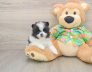 9 week old Pomeranian Puppy For Sale - Florida Fur Babies