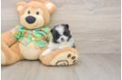 Pomeranian Puppy for Adoption