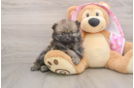 Friendly Pomeranian Purebred Pup