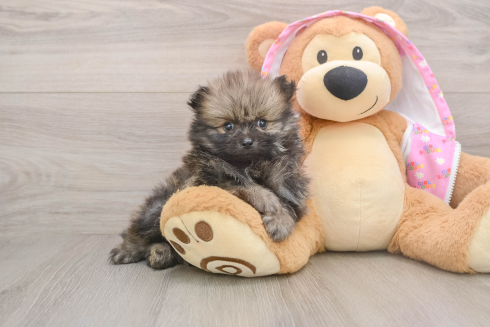 Friendly Pomeranian Purebred Pup