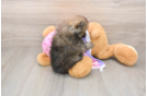Sweet Pom Pom Purebred Puppy