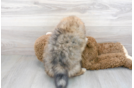 Meet Falco - our Pomeranian Puppy Photo 3/3 - Florida Fur Babies