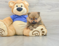 8 week old Pomeranian Puppy For Sale - Florida Fur Babies