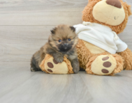 6 week old Pomeranian Puppy For Sale - Florida Fur Babies