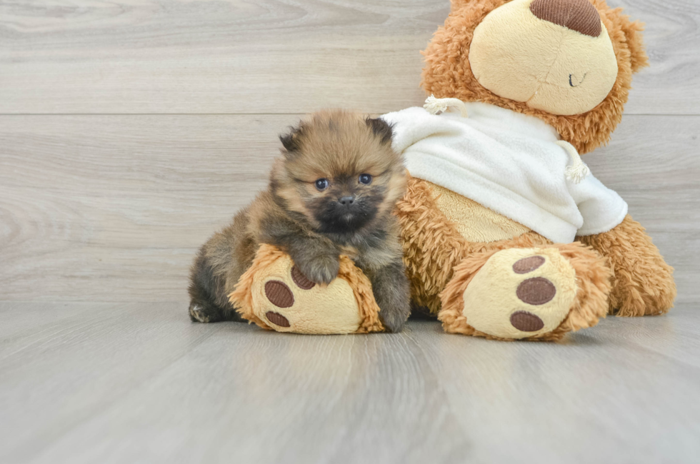 6 week old Pomeranian Puppy For Sale - Florida Fur Babies