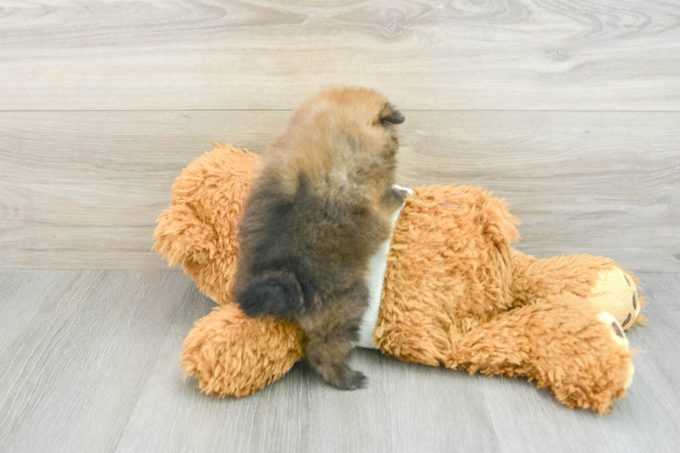 Adorable Dwarf Spitz Purebred Puppy