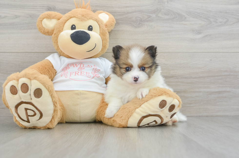 5 week old Pomeranian Puppy For Sale - Florida Fur Babies