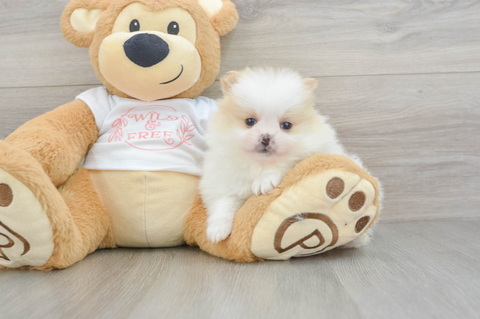 5 week old Pomeranian Puppy For Sale - Florida Fur Babies